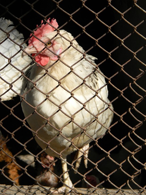 仅引发了球 仅引发了球